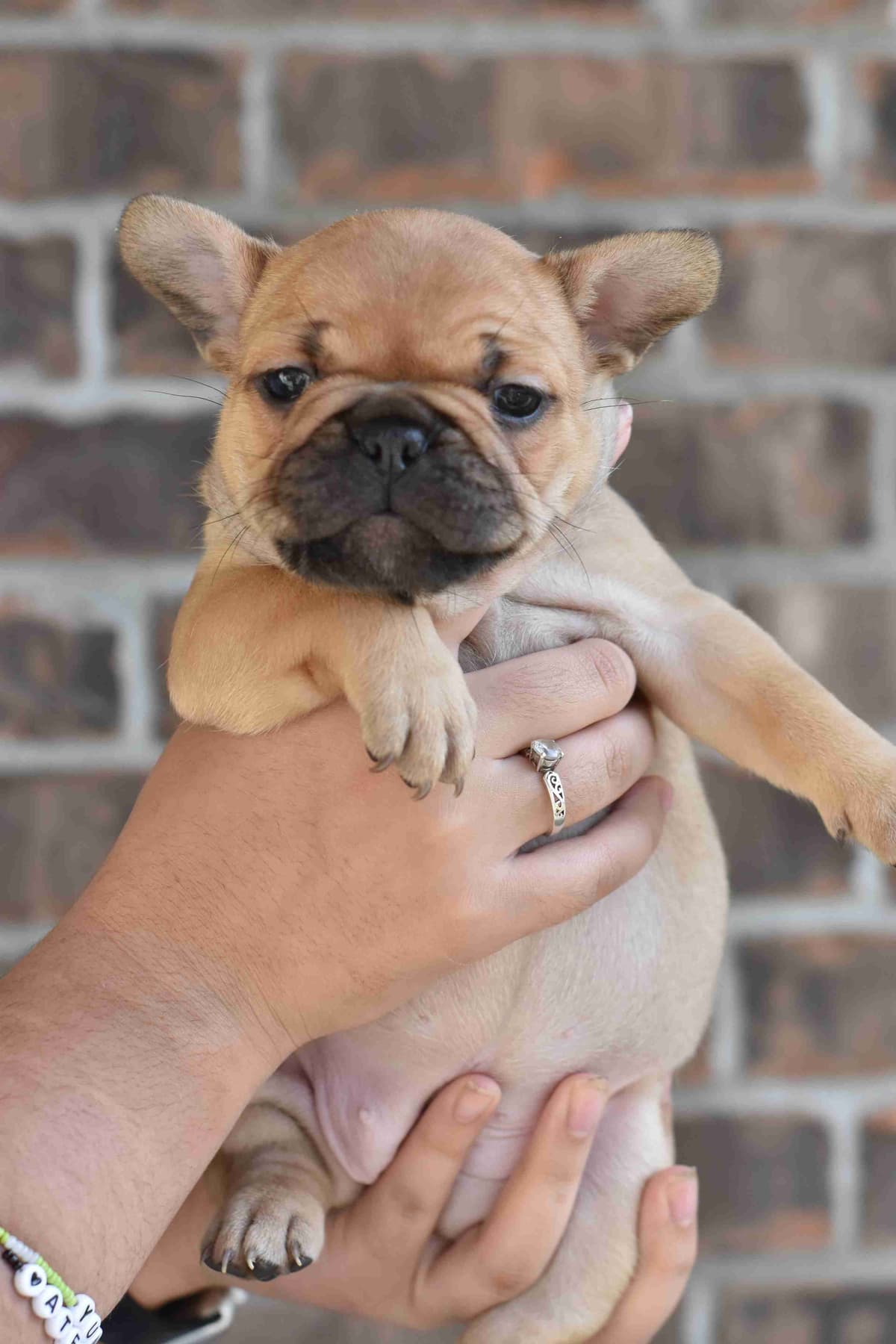 French Bulldog Puppies breeder image 3