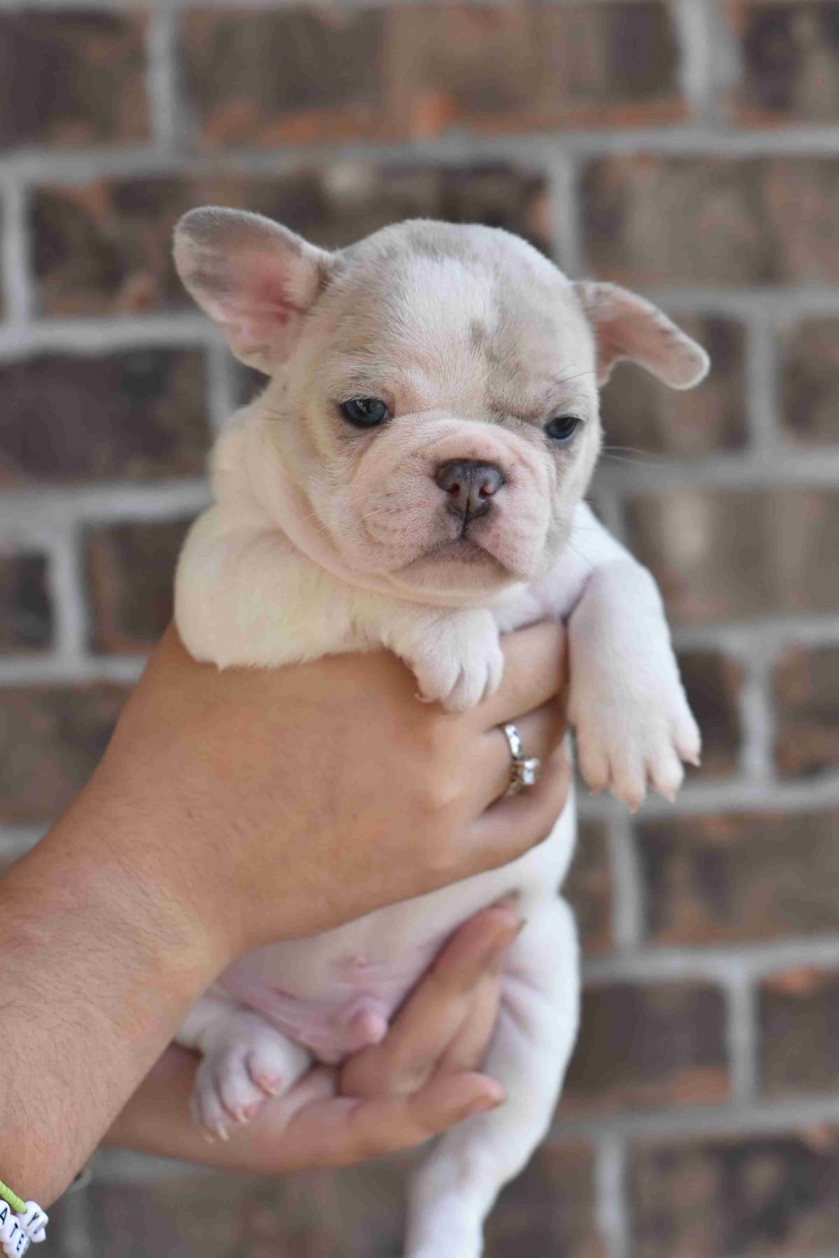 French Bulldog Puppies breeder image 5