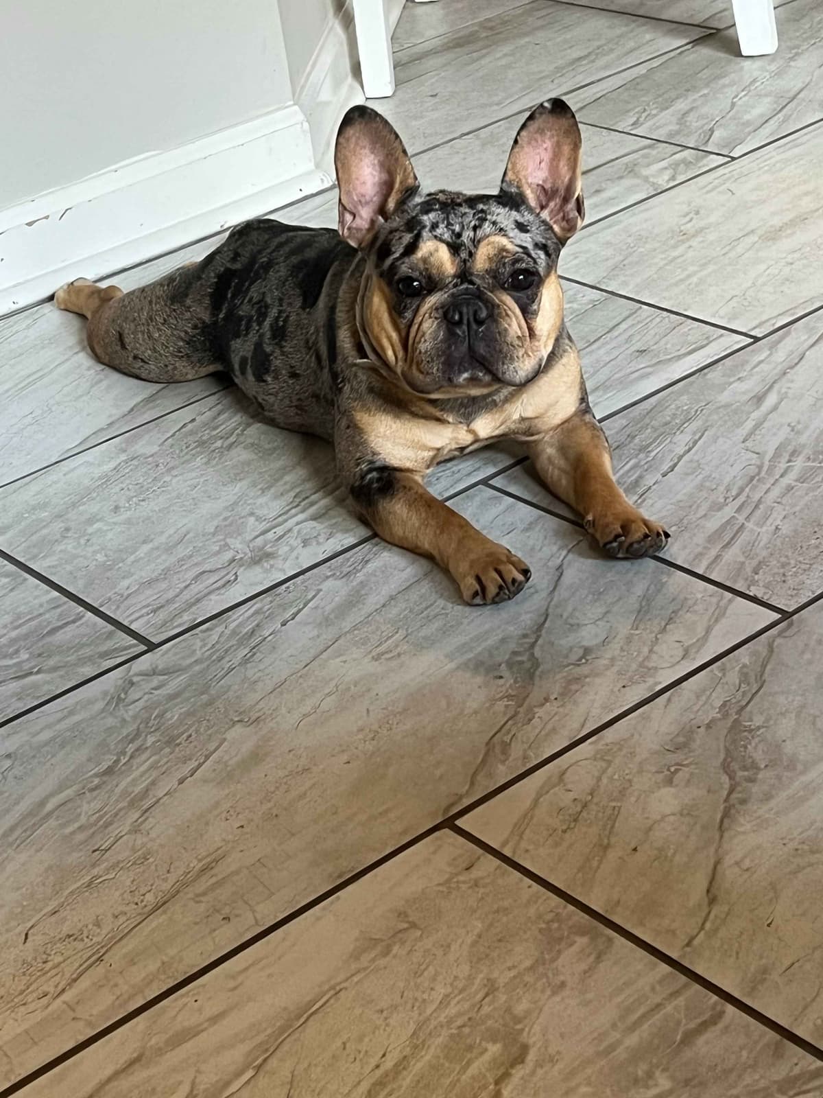 French Bulldog Puppies breeder image 8