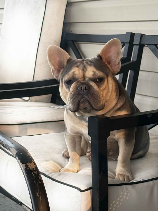 French Bulldog Puppies media 3
