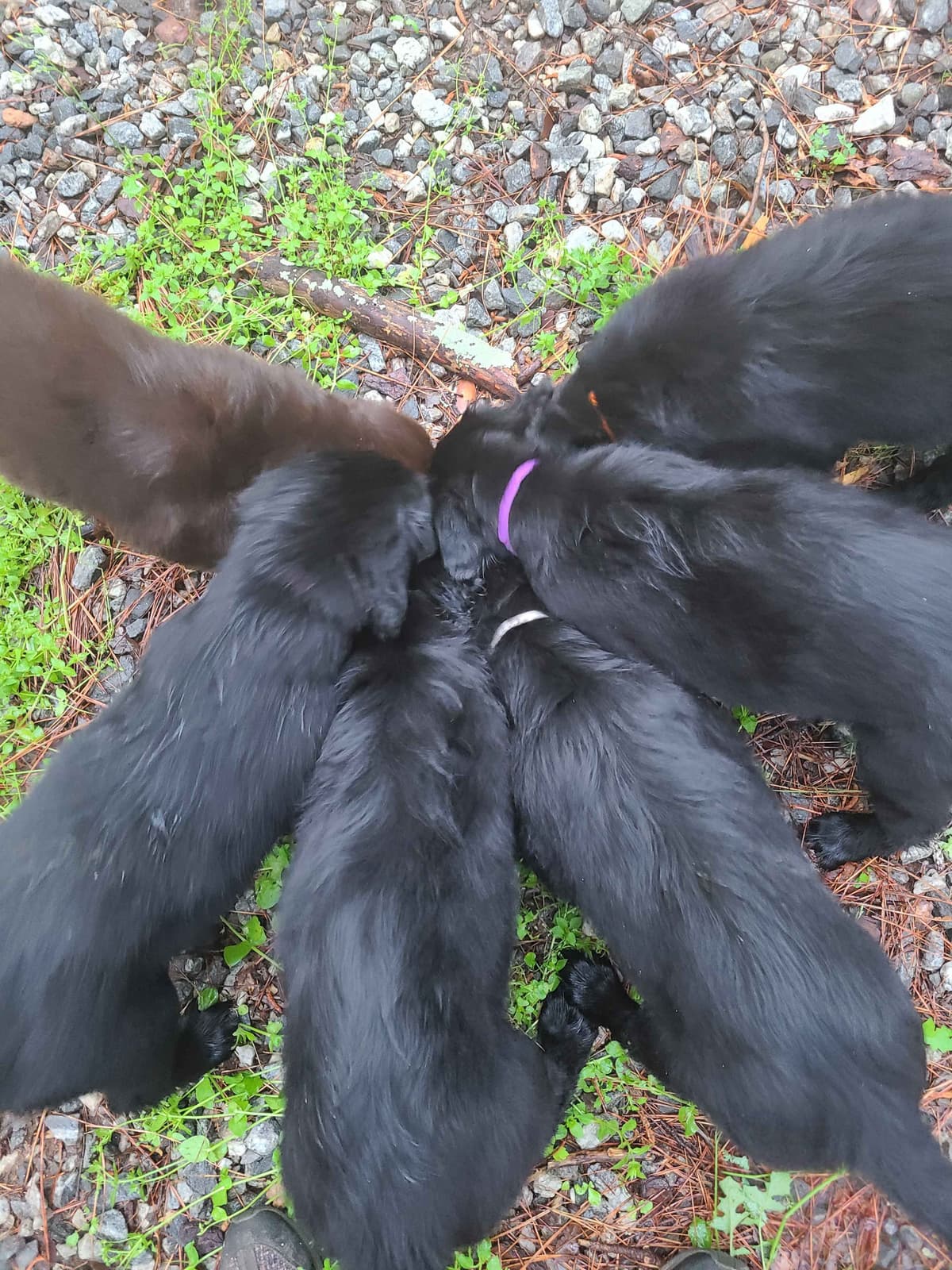 Flat-Coated Retriever Puppies breeder image 1