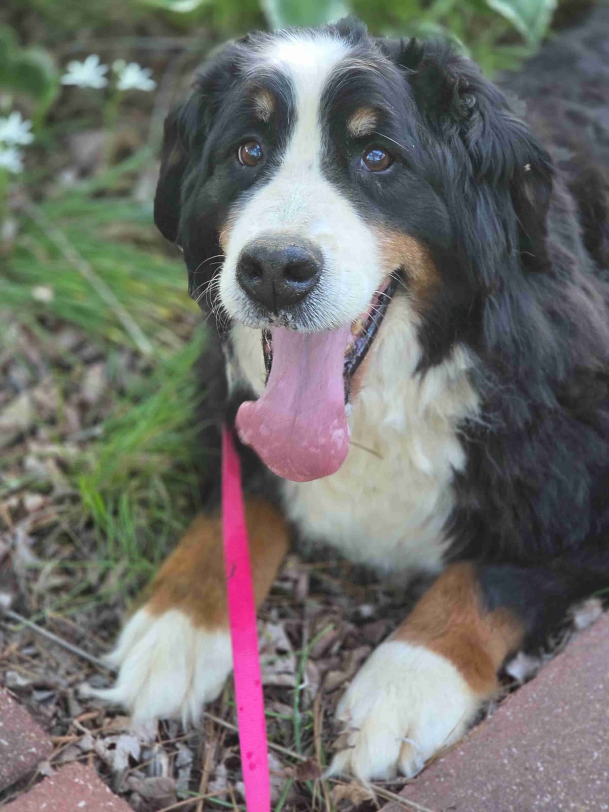 AMELIA'S BERNESE Mountain Dog Puppies breeder image 4