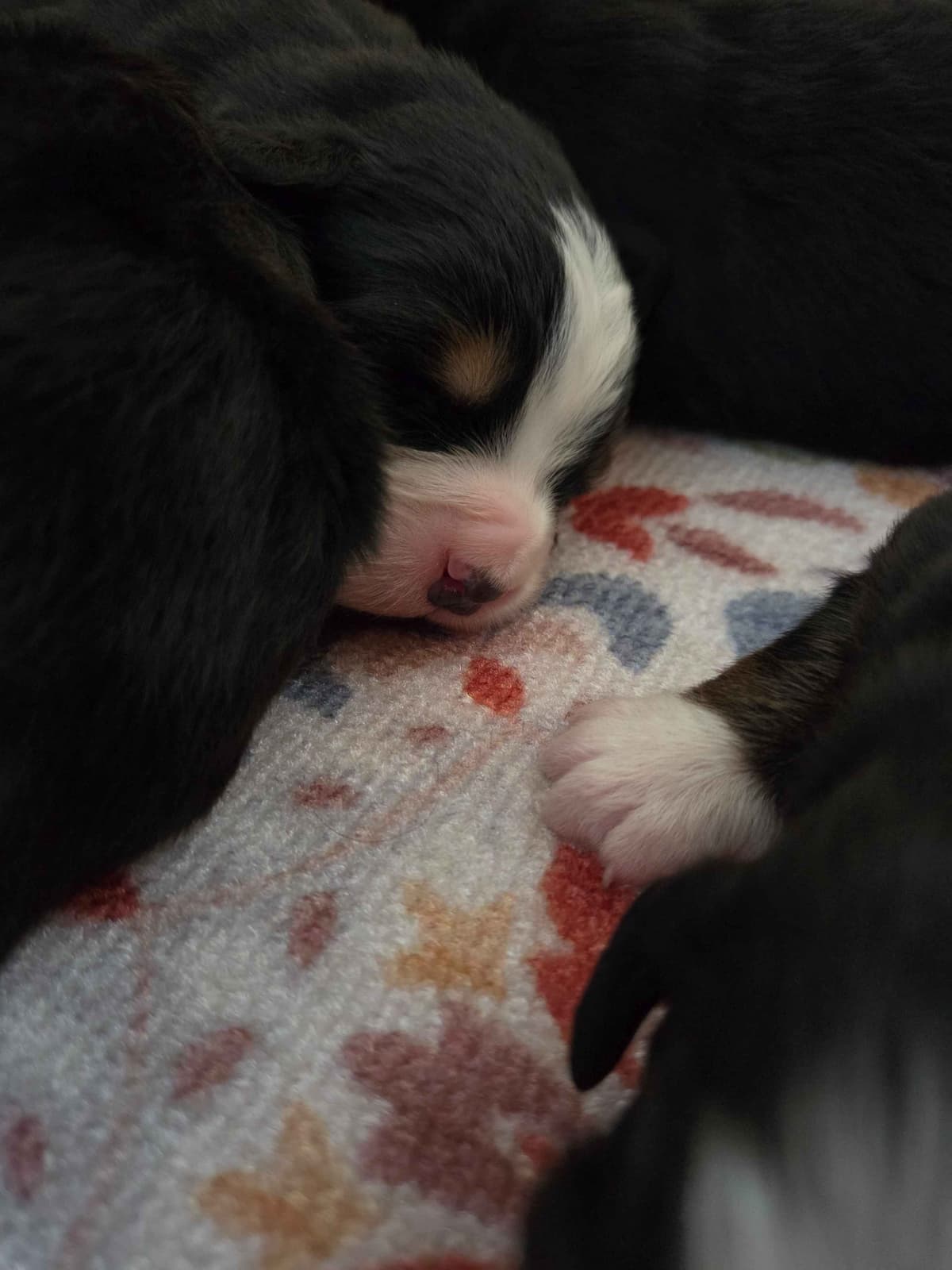 AMELIA'S BERNESE Mountain Dog Puppies breeder image 2