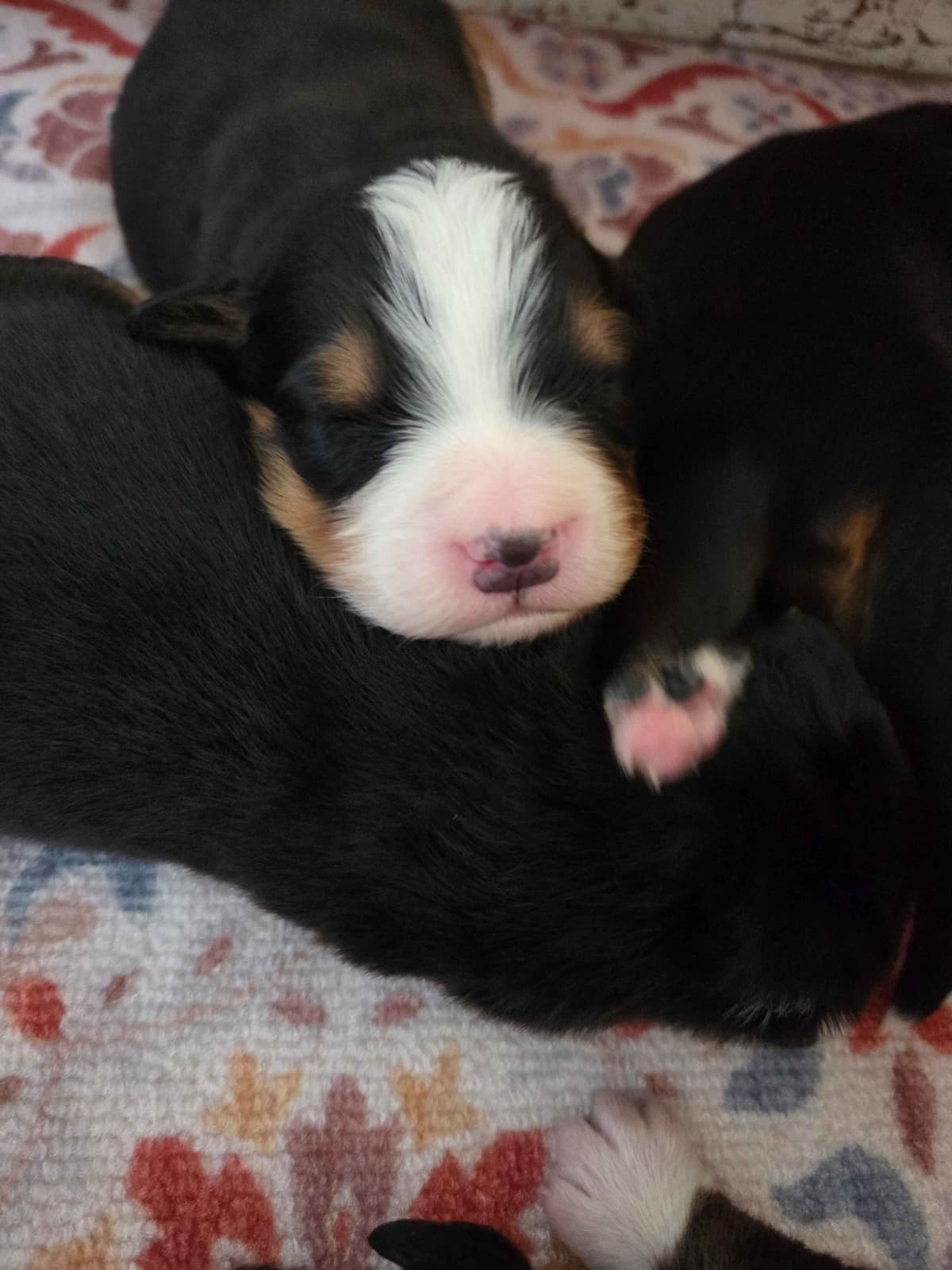 AMELIA'S BERNESE Mountain Dog Puppies breeder image 7