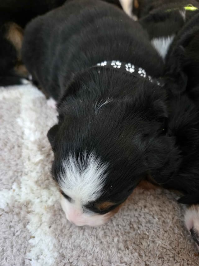 AMELIA'S BERNESE Mountain Dog Puppies media 2