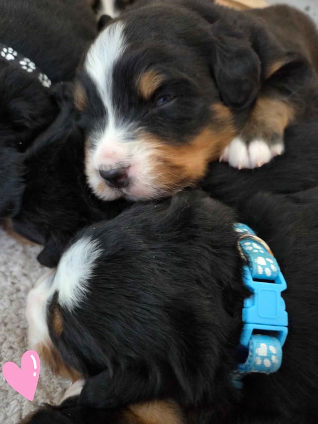AMELIA'S BERNESE Mountain Dog Puppies media 4