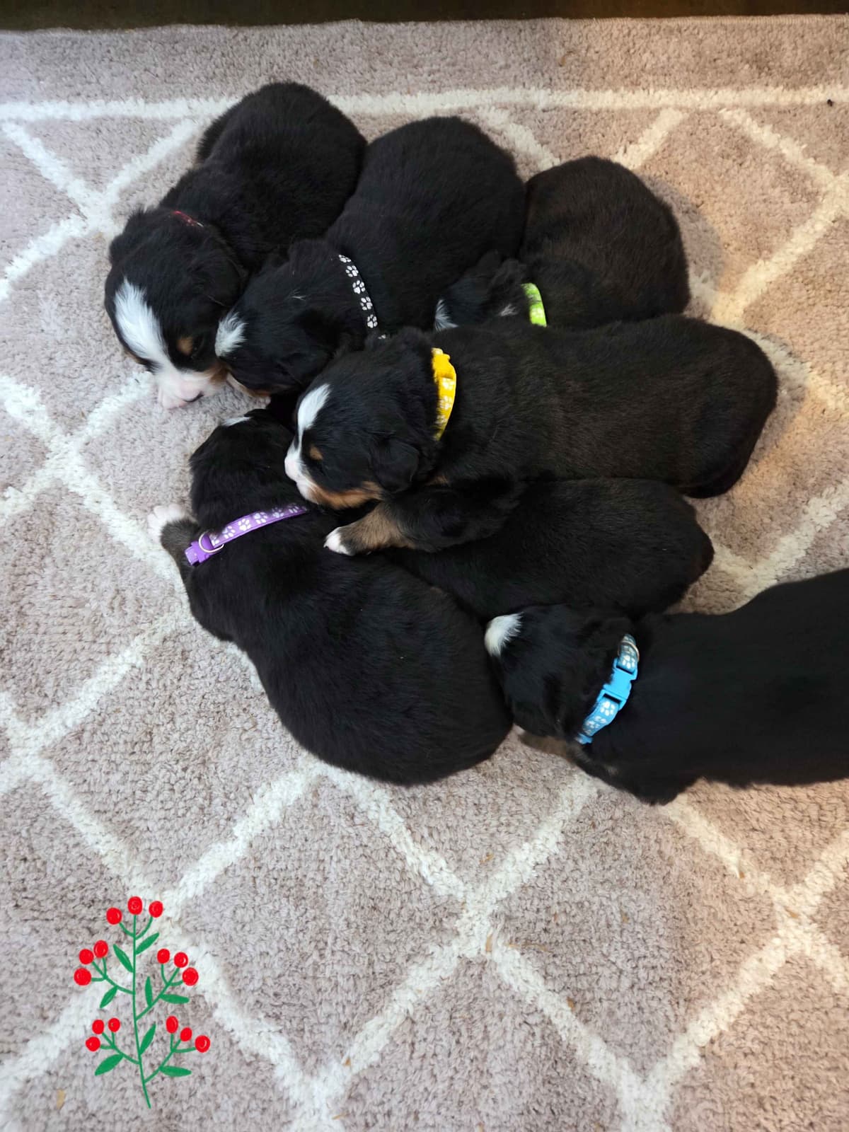 AMELIA'S BERNESE Mountain Dog Puppies breeder image 6