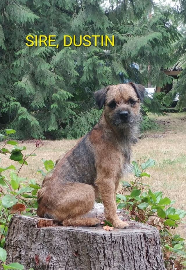 Border Terrier Puppies media 2