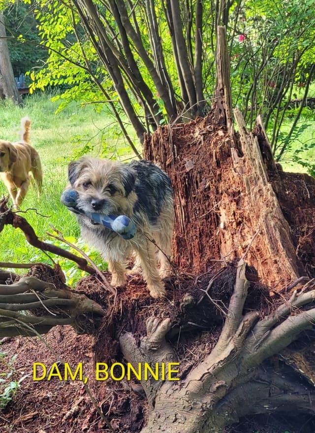 Border Terrier Puppies media 3