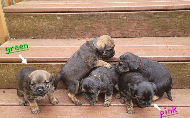 Border Terrier Puppies media 4