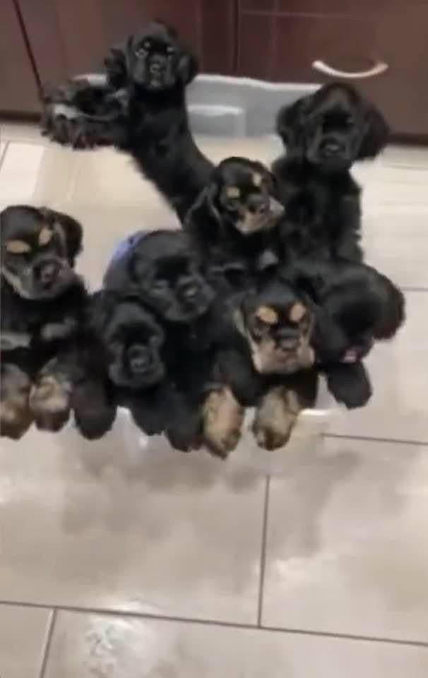 Cocker Spaniel Puppies breeder image 5