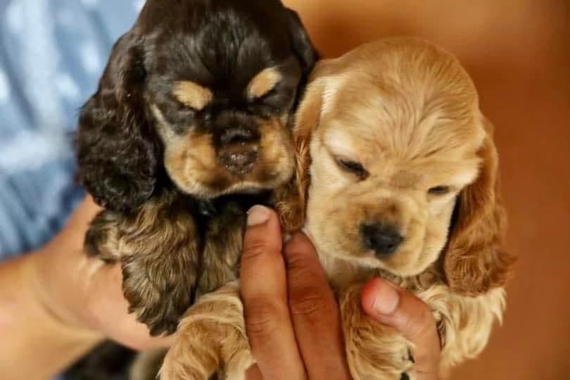 Cocker Spaniel Puppies breeder image 6