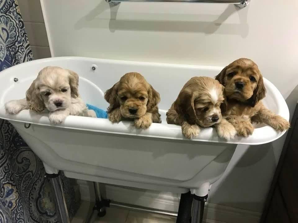 Cocker Spaniel Puppies breeder image 7