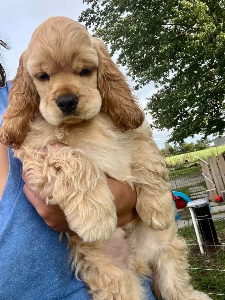 Cocker Spaniel Puppies breeder image 8