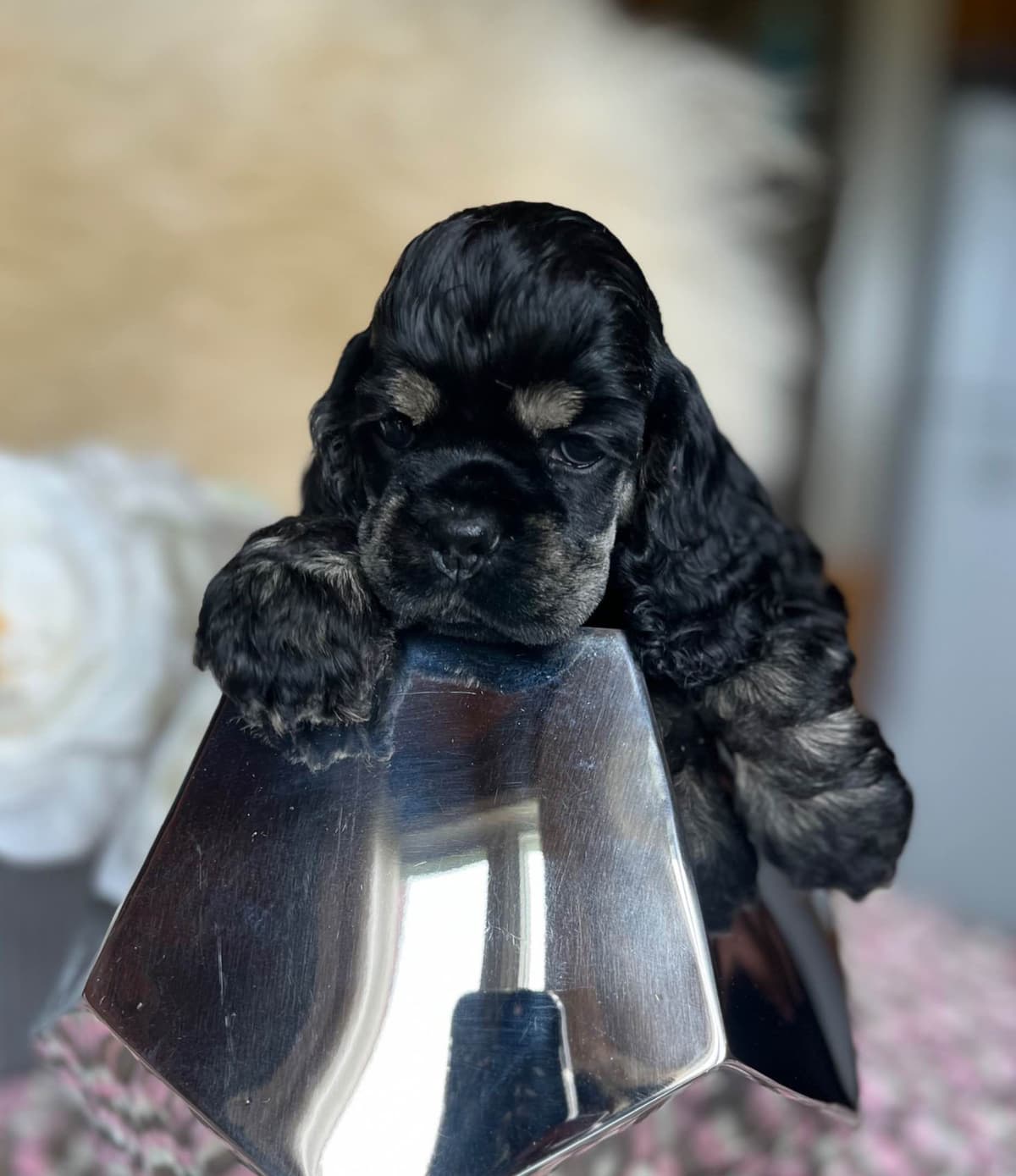 Cocker Spaniel Puppies breeder image 9