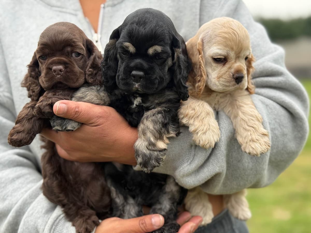 Cocker Spaniel Puppies breeder image 12