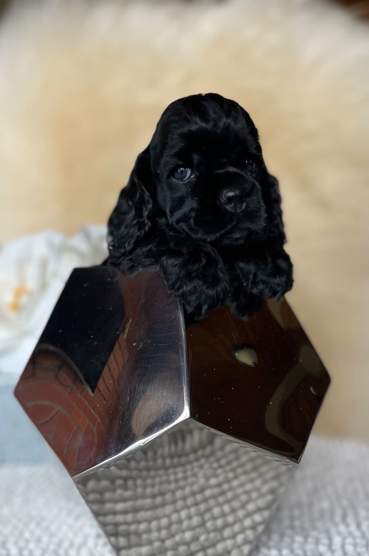 Cocker Spaniel Puppies breeder image 10