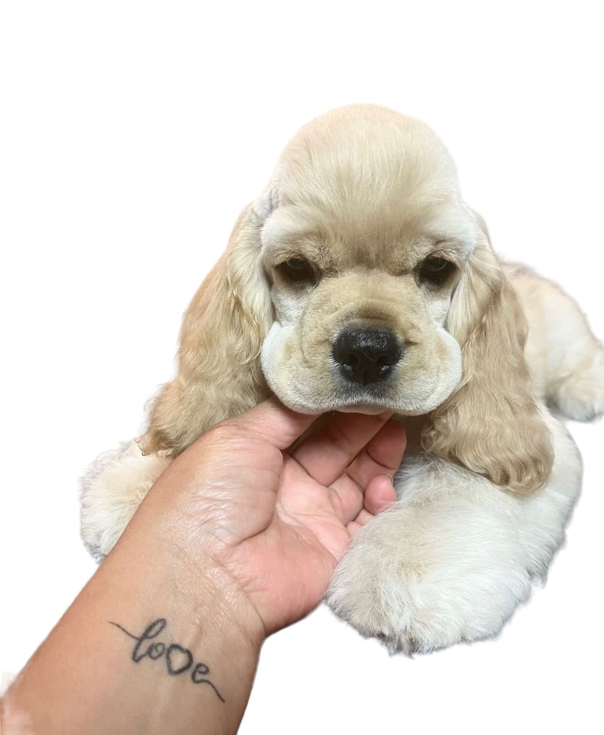 Cocker Spaniel Puppies breeder image 11