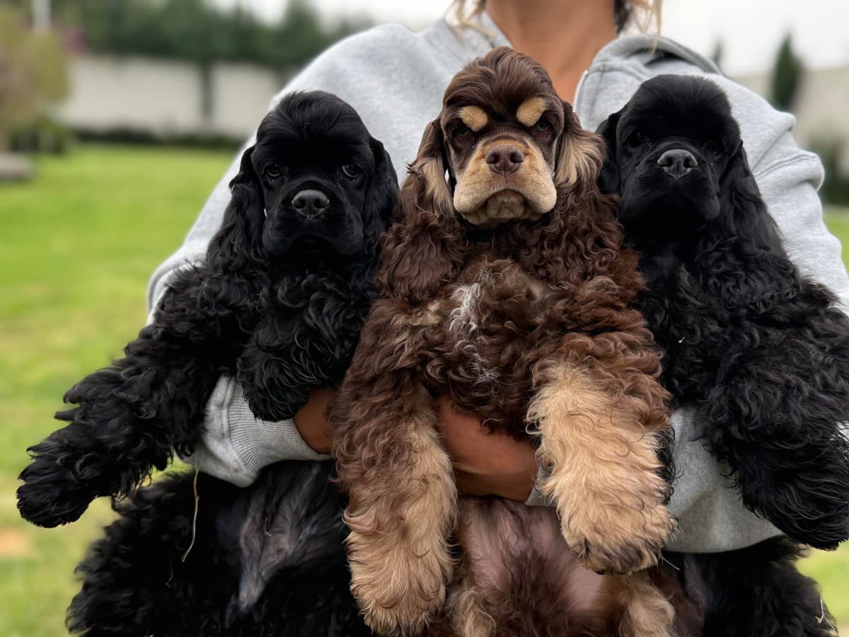 Cocker Spaniel Puppies breeder image 14