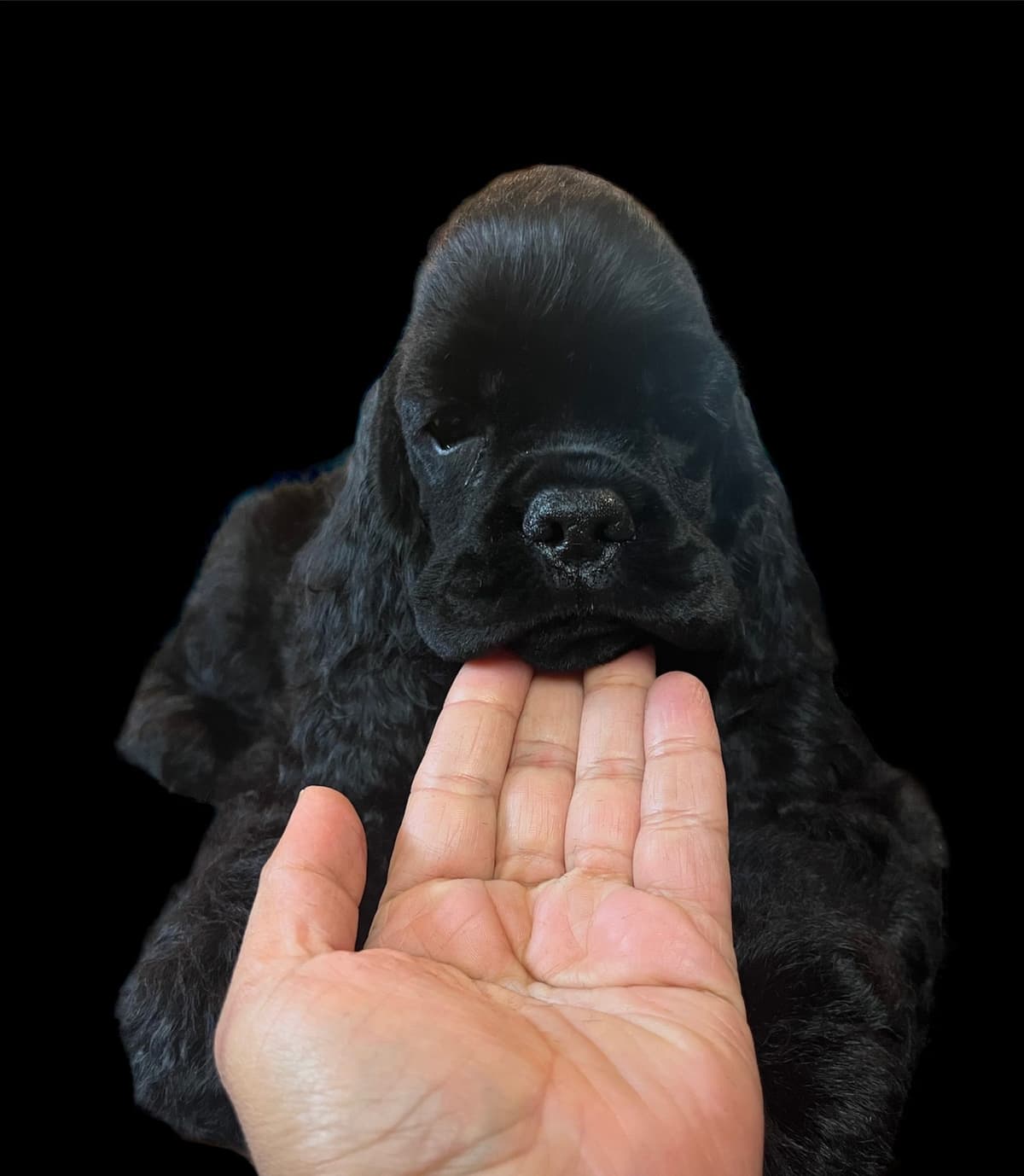 Cocker Spaniel Puppies breeder image 13