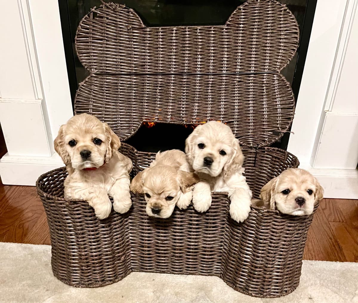 Cocker Spaniel Puppies breeder image 15