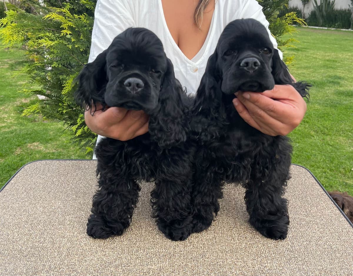 Cocker Spaniel Puppies breeder image 16
