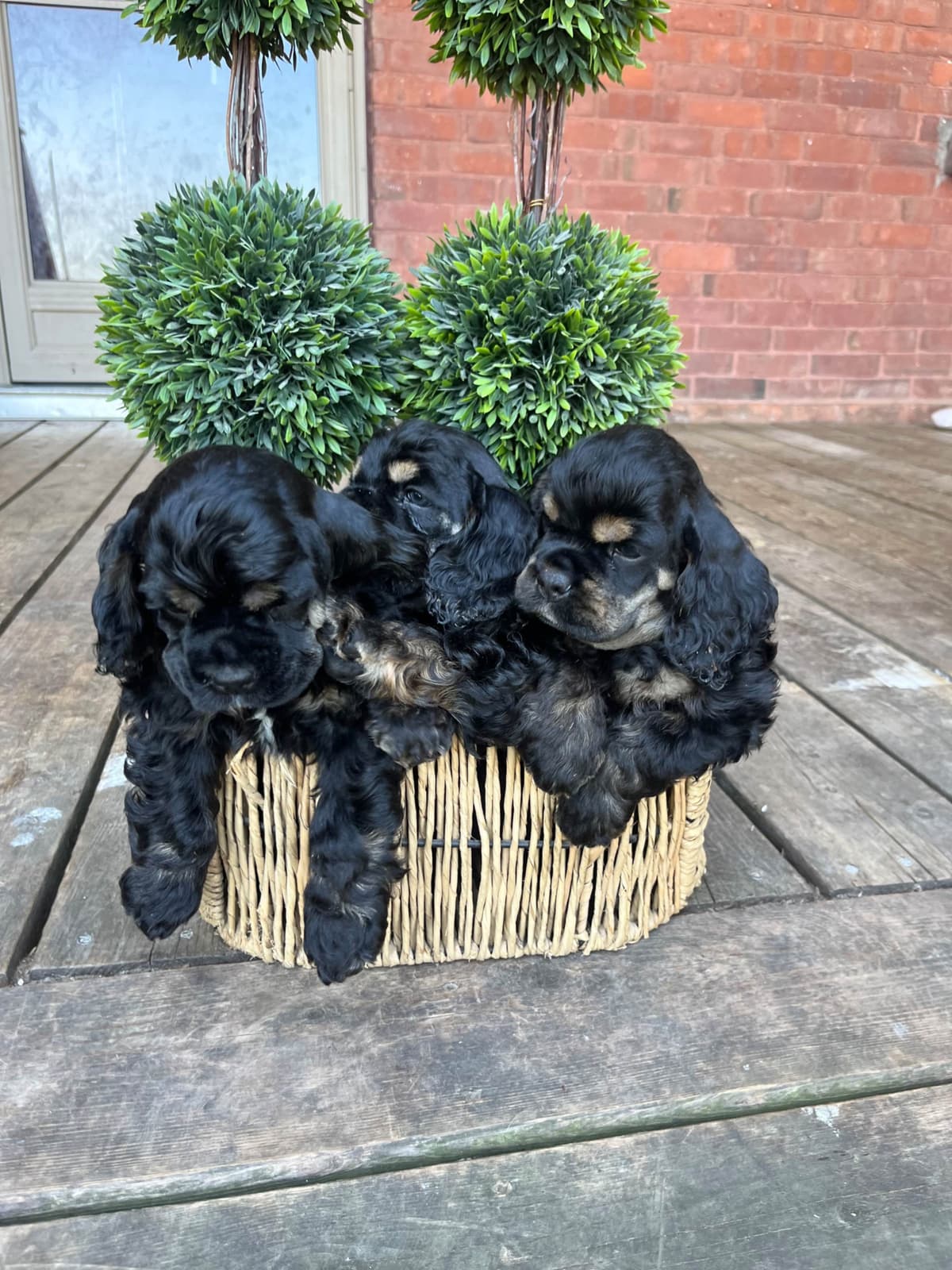 Cocker Spaniel Puppies breeder image 17