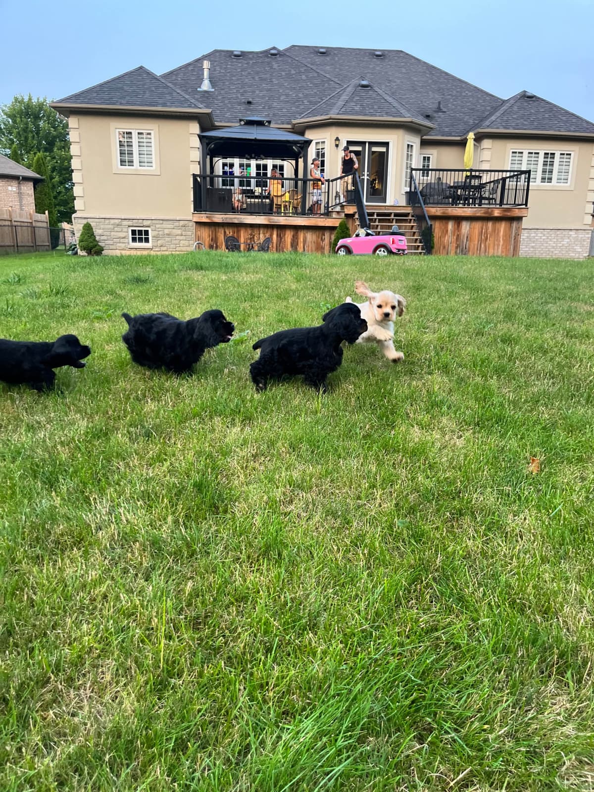 Cocker Spaniel Puppies breeder image 18
