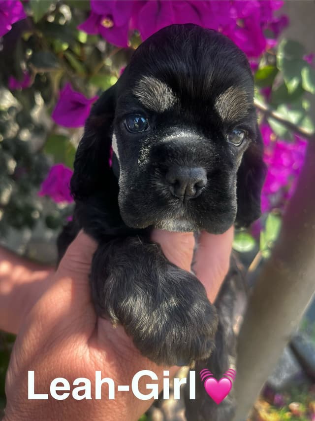 Cocker Spaniel Puppies media 2