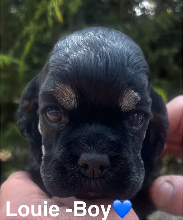 Cocker Spaniel Puppies media 3