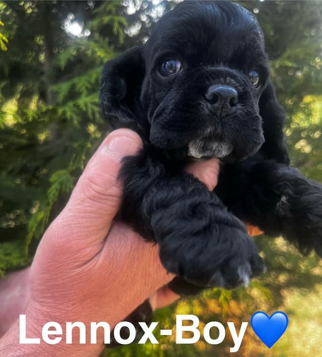 Cocker Spaniel Puppies media 4