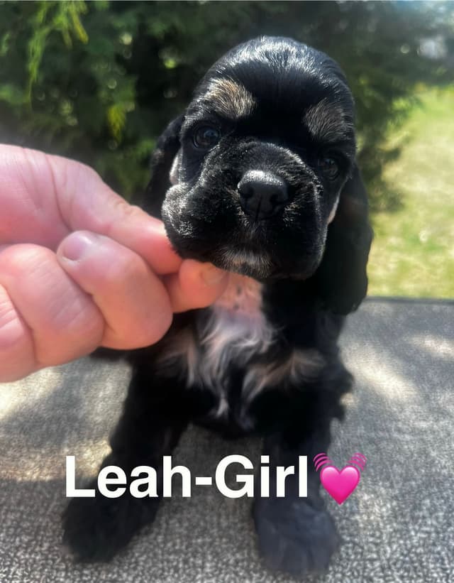 Cocker Spaniel Puppies media 5