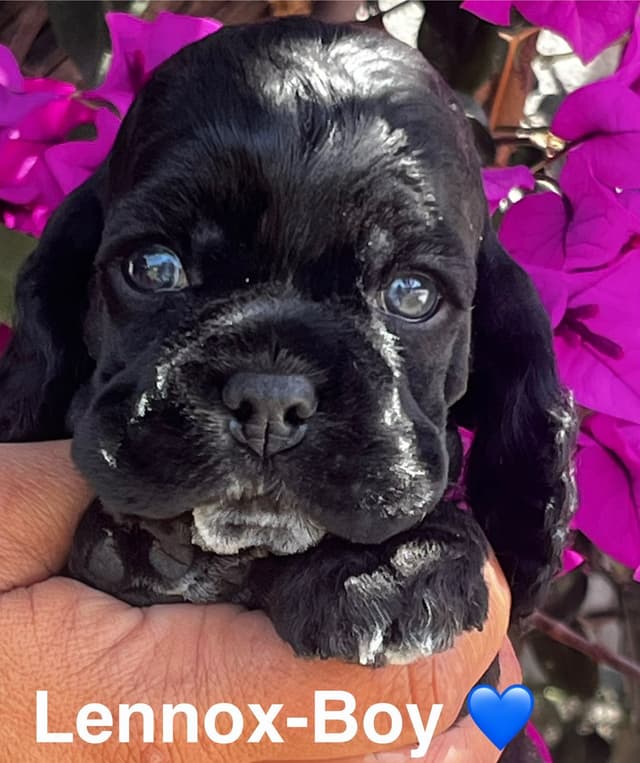 Cocker Spaniel Puppies media 7