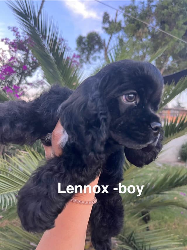 Cocker Spaniel Puppies media 8