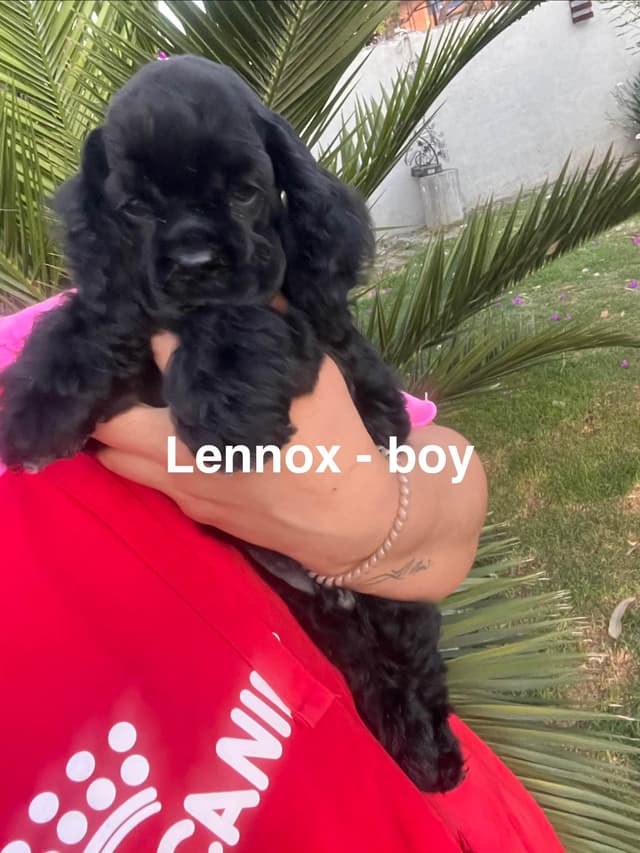 Cocker Spaniel Puppies media 10