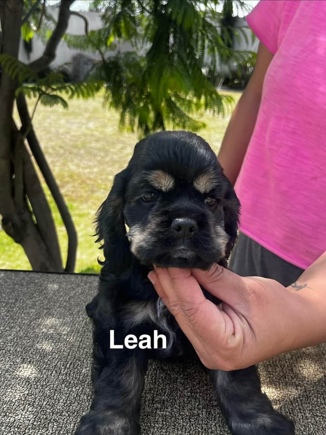 Cocker Spaniel Puppies media 12