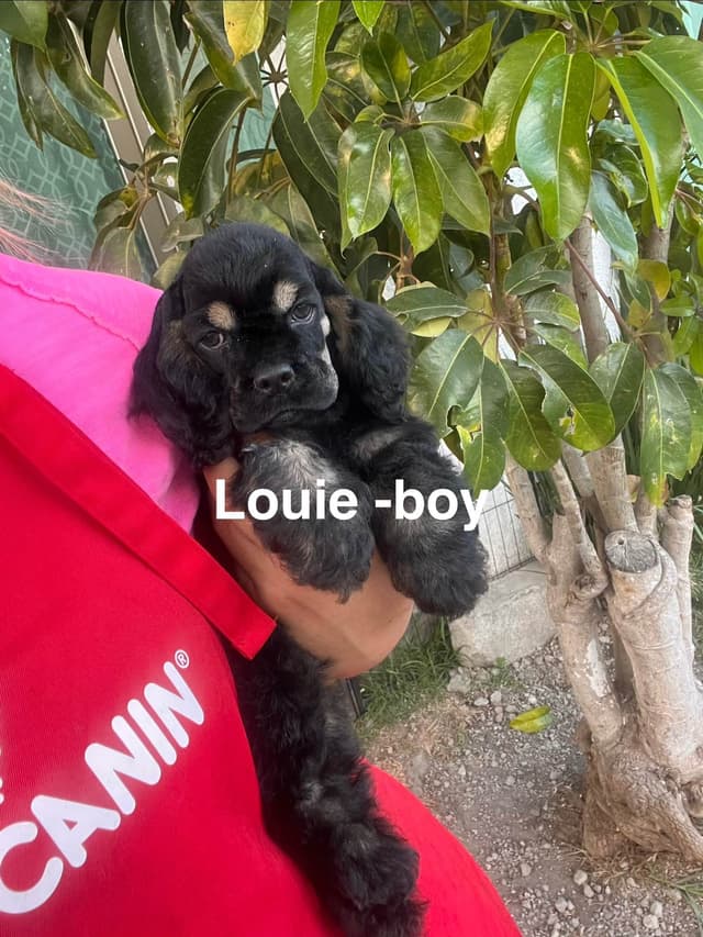 Cocker Spaniel Puppies media 15