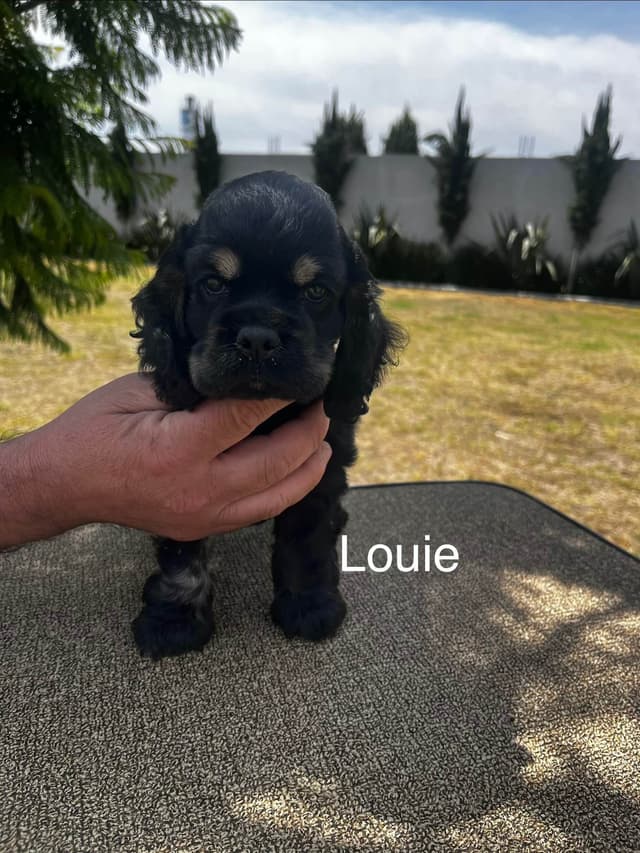 Cocker Spaniel Puppies media 16