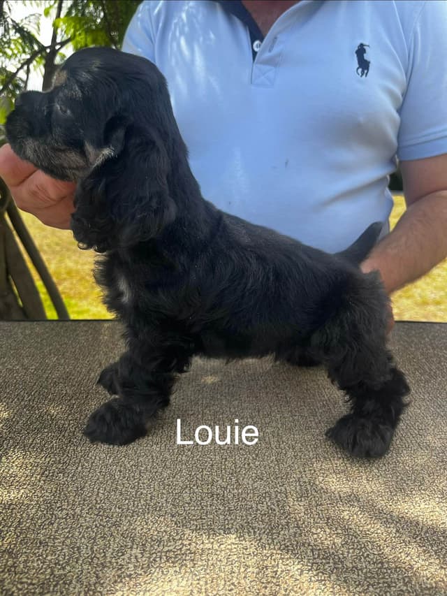 Cocker Spaniel Puppies media 17