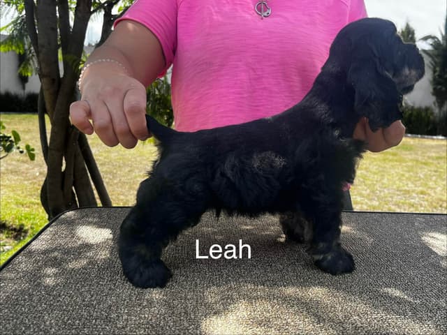 Cocker Spaniel Puppies media 18