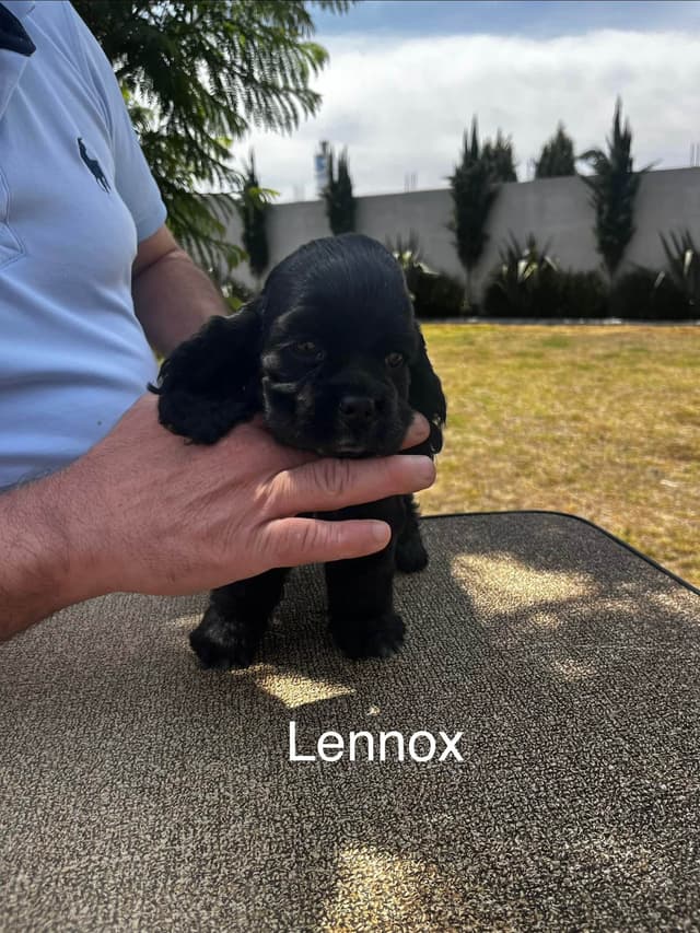 Cocker Spaniel Puppies media 19