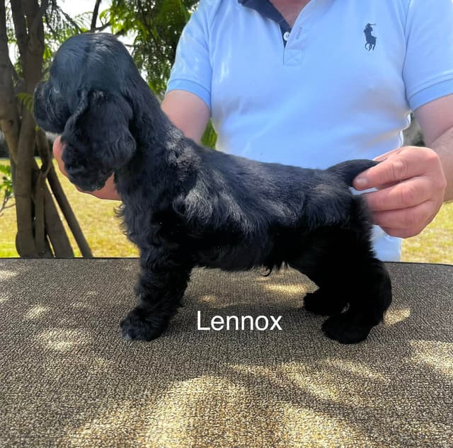 Cocker Spaniel Puppies media 20