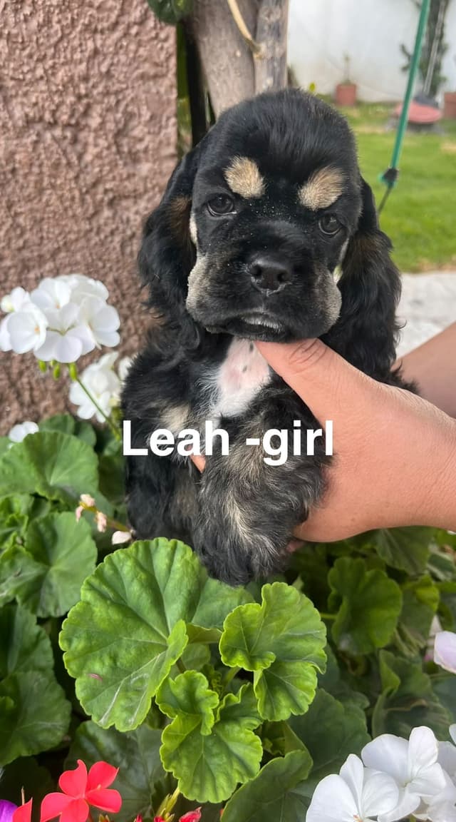 Cocker Spaniel Puppies media 21