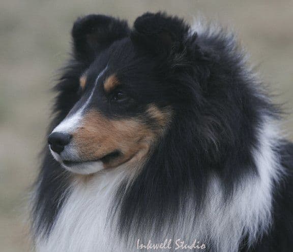 Shetland Sheepdog Puppies breeder image 1
