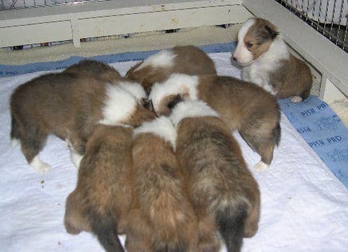 Shetland Sheepdog Puppies breeder image 3