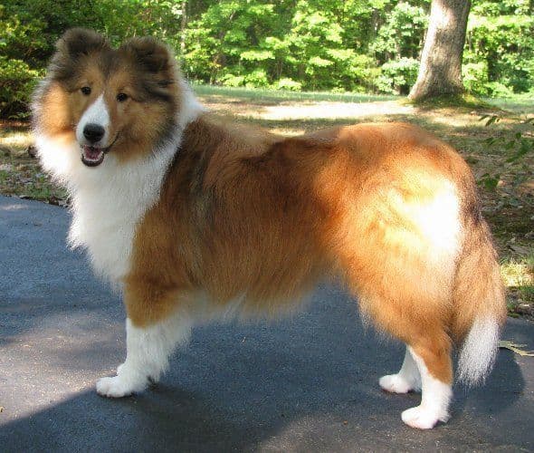 Shetland Sheepdog Puppies breeder image 4