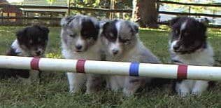 Shetland Sheepdog Puppies breeder image 7