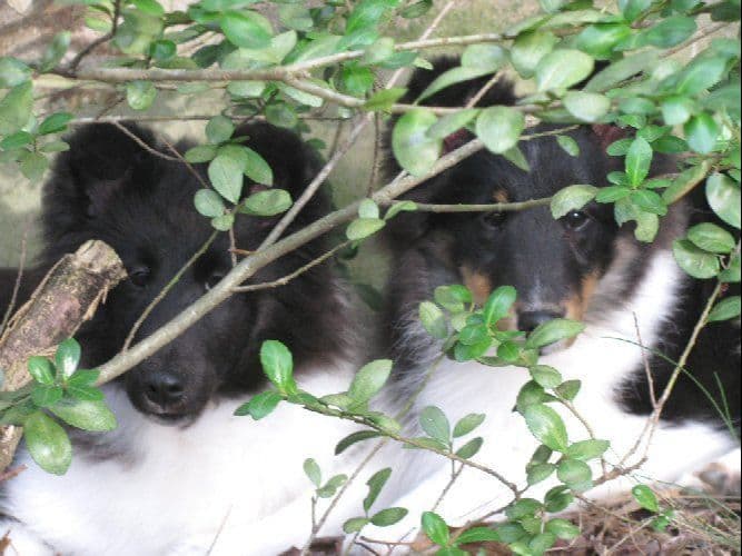 Shetland Sheepdog Puppies breeder image 5