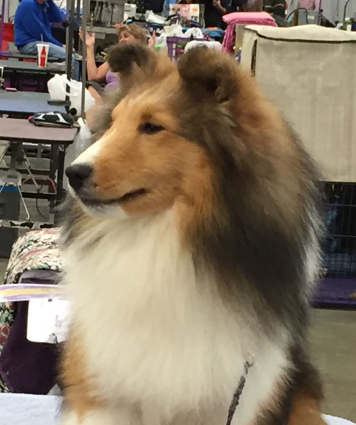 Shetland Sheepdog Puppies breeder image 6