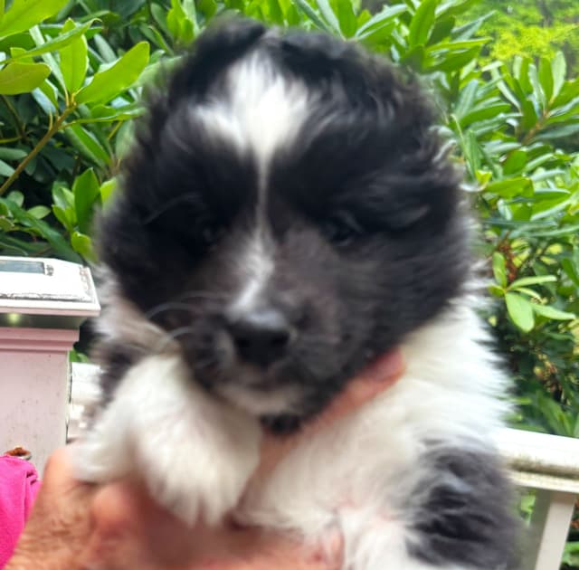 Shetland Sheepdog Puppies media 2